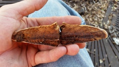 Ganoderma martinicense