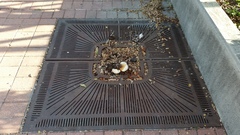 Ganoderma martinicense