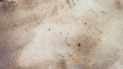 Ganoderma martinicense