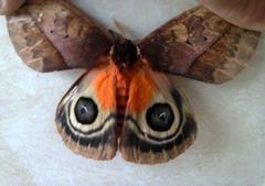 Automeris niepelti
