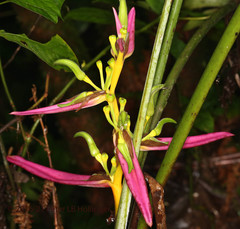 Heliconia aemygdiana