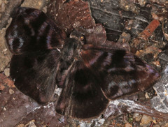 Ebrietas