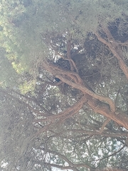 Corvus corax sinuatus