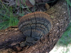 Phellinus badius