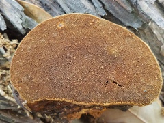 Phellinus badius