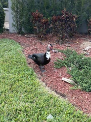 Cairina moschata domestica