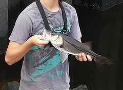 Centropomus parallelus