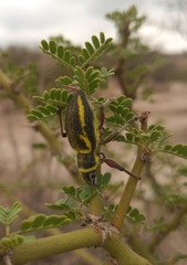 Naupactus sulphurifer