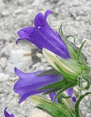 Campanula speciosa