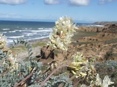 Astragalus miguelensis