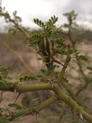 Naupactus sulphurifer