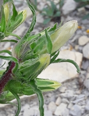 Campanula speciosa