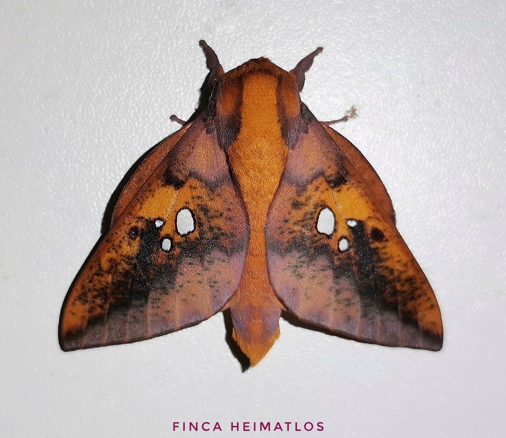 Adelowalkeria witti