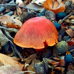 Cortinarius cinnabarinus