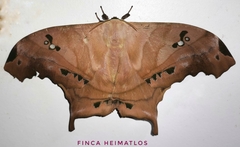 Titaea tamerlan amazonensis