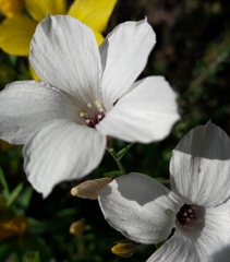 Linum suffruticosum