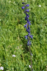Delphinium crassifolium