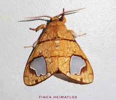 Zatrephes trailii