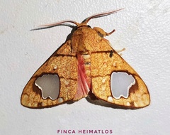 Zatrephes trailii