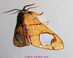 Zatrephes trailii