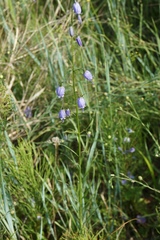 Adenophora stenanthina