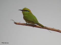 African Green Bee-Eater photo 5