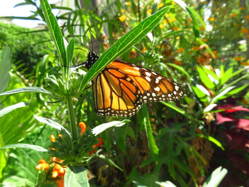 Danaus plexippus