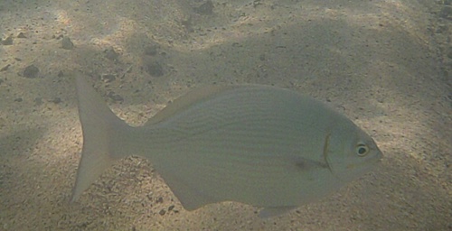 Kyphosus sandwicensis, 2017-10-04