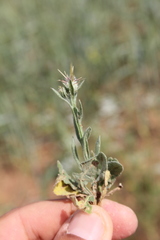 Centaurea verutum