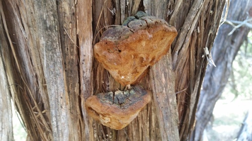 Pyrofomes demidoffii