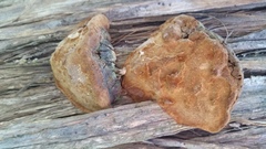 Pyrofomes demidoffii