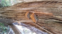 Pyrofomes demidoffii