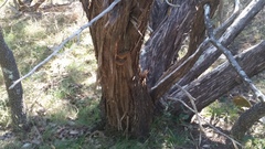 Pyrofomes demidoffii