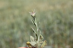 Centaurea verutum