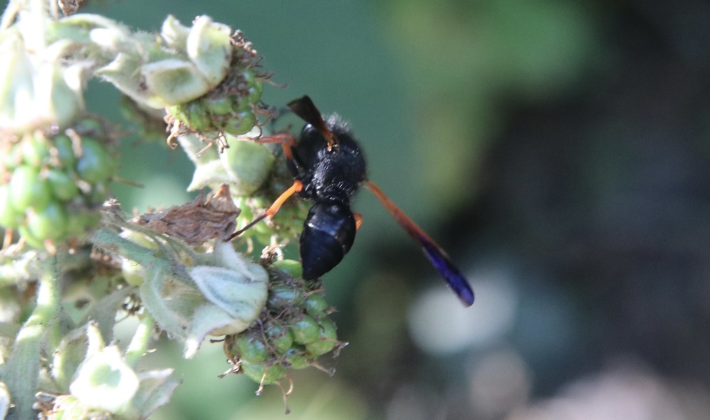 Hypodynerus colocolo