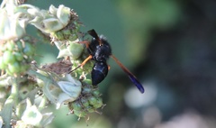 Hypodynerus colocolo