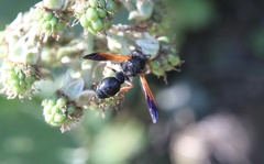 Hypodynerus colocolo