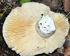 Russula ilicis