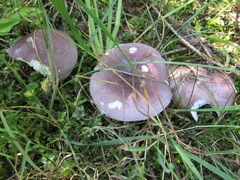 Russula azurea