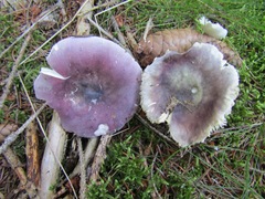 Russula azurea