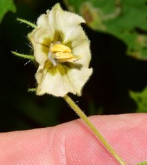 Physalis pruinosa