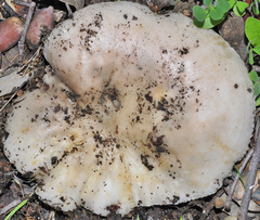 Russula ilicis