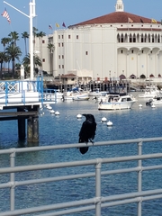 Corvus corax sinuatus