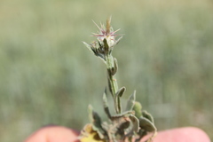 Centaurea verutum