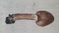 Inosperma adaequatum