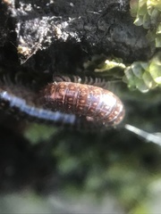 Caseyidae