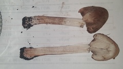 Inosperma adaequatum