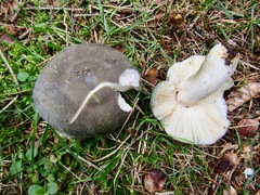 Russula parazurea
