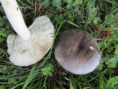Russula parazurea