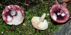 Russula alnetorum